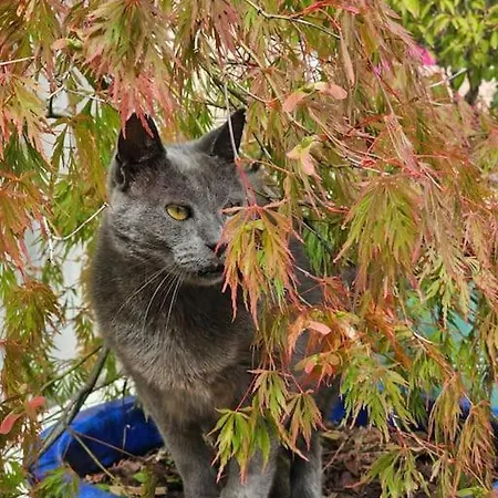Les Du Pavachon Au Porte Du Puy Dufou Hébergement de vacances *