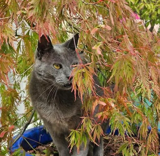 Le Pavachon Familiale Piscine Privee Chauffee - Aux Portes Du Puy Dufou Σπίτι διακοπών *